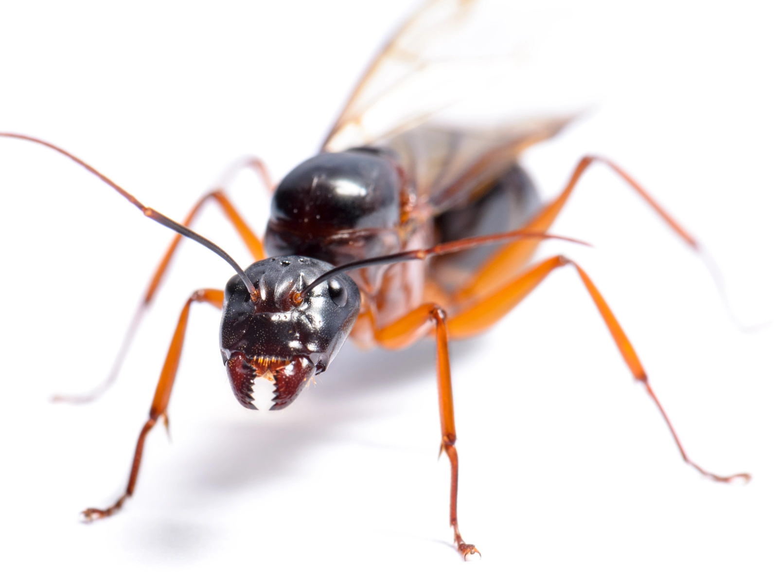 Fourmis aillées