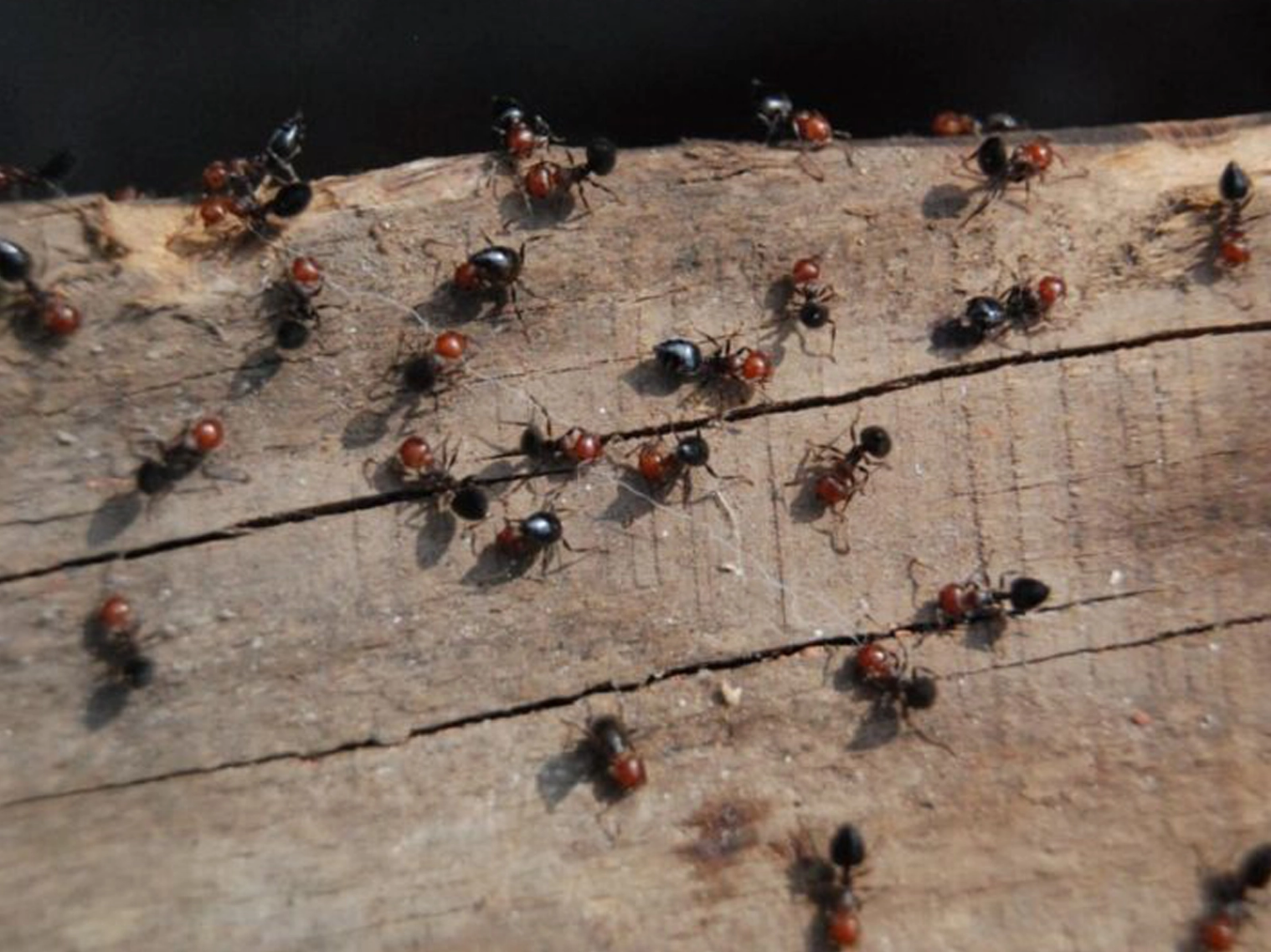 Fourmis charpentières sur une panne