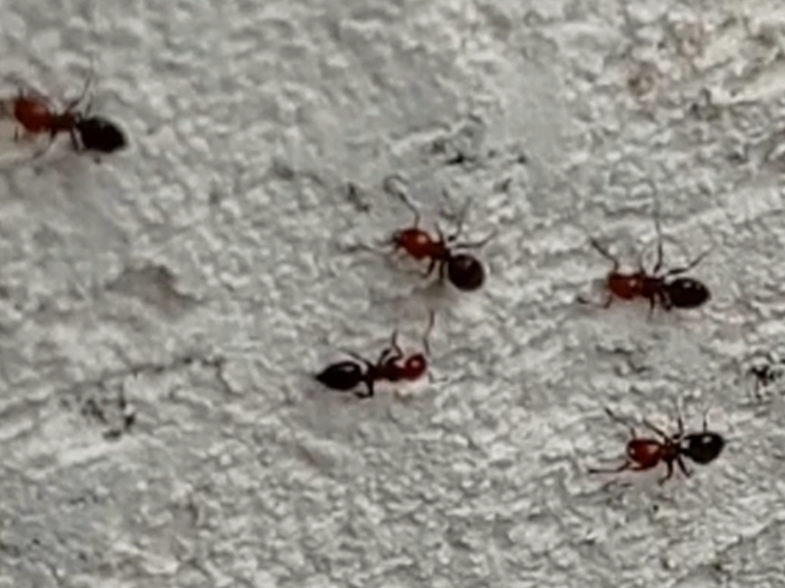 Fourmis charpentières