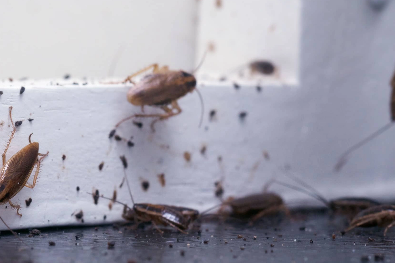 Infestation de cafards et de blattes