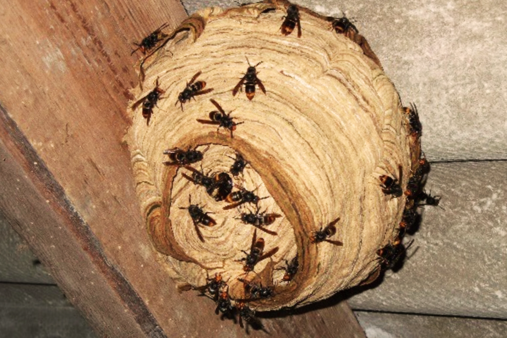 Nid de frelons asiatiques