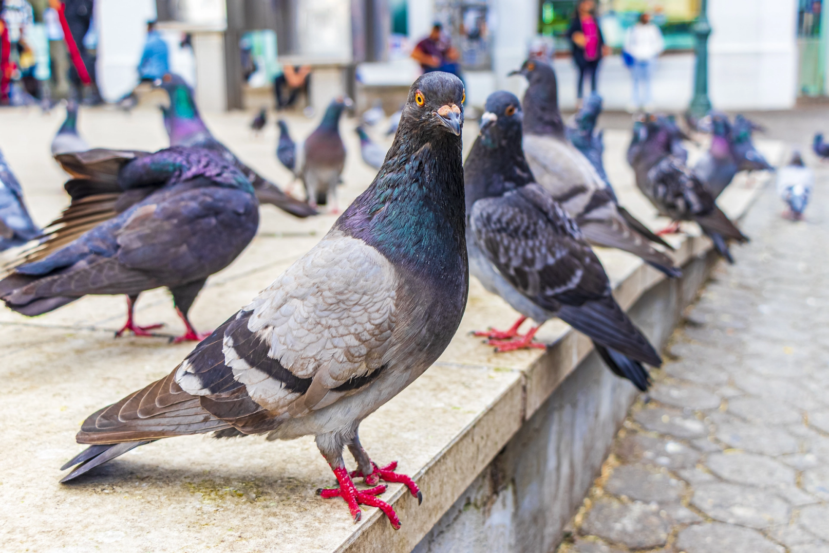 Traitement contre les pigeons