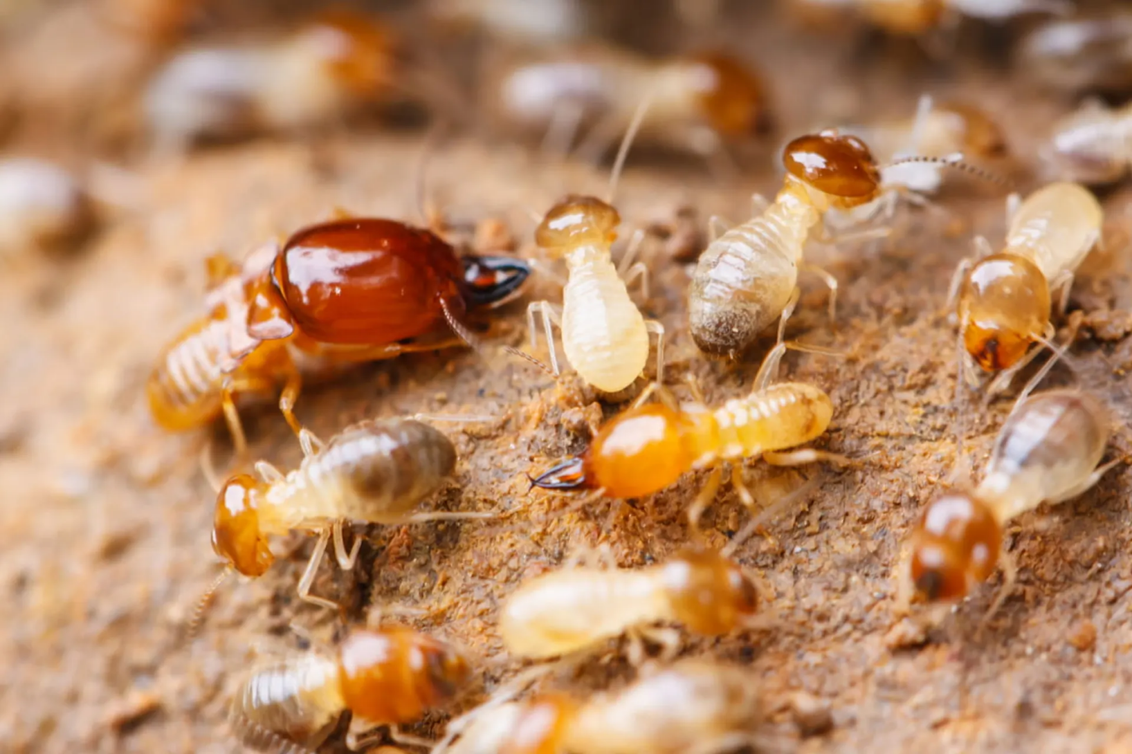 traitement anti-termites