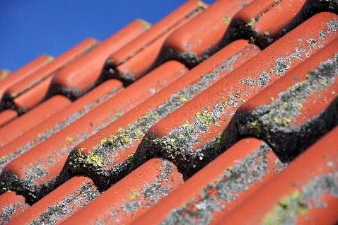 Démoussage, nettoyage toiture