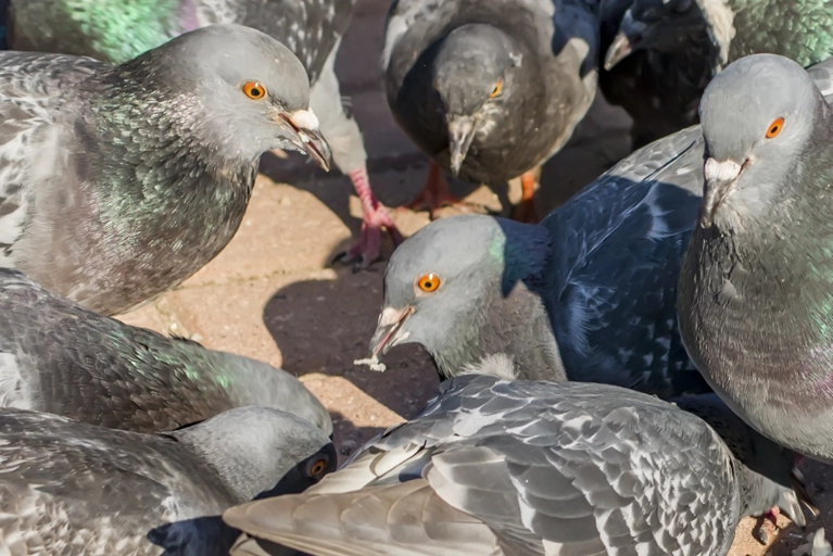 Infestation de pigeons